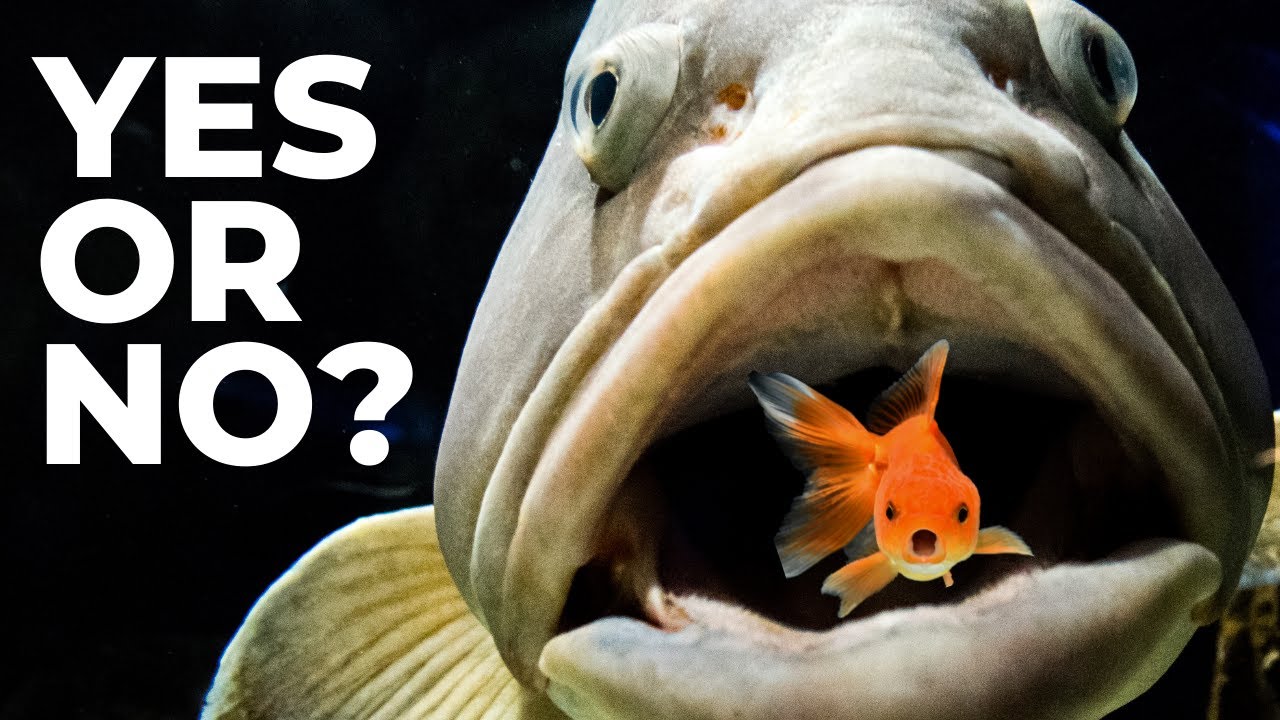 Which Type Of Fish Food Is Best, Live Or Man Made?