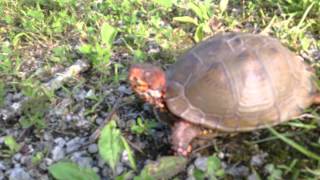 Small One-eyed Turtle -- Part Two