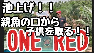 日本人YouTube初の快挙！？親魚の口からアロワナを取る！！