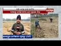 farmers fear crop loss as imd predicts rain in odisha kalinga tv