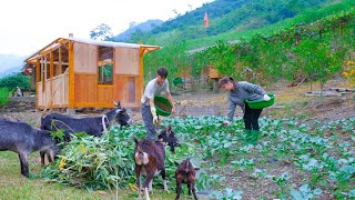 Revealing true images of Sang vy farm life | Planting clean vegetable gardens and raising livestock