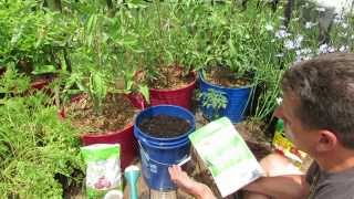 Principles for Growing Container Tomatoes: Soil, Planting, Fertilizer, Watering,  Side-Dressing