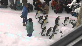 2013年1月13日　旭山動物園　ペンギンの散歩