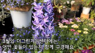 식물가게직원 | 3월의 더그린가든센터에는 어떤 꽃들이 있을까요?