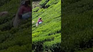 വർഷങ്ങൾക്കു മുൻപുള്ള മൂന്നാർ  #munnar_years_ago