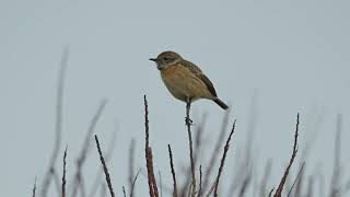 Tarabilla Europea / European stonechat (Saxicola rubicola).