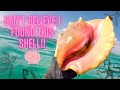 Beach-combing & Snorkeling in the Caribbean | Conchs, Cowries, & More!