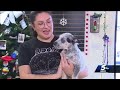 oklahoma city humane society reminds people that pets aren t just presents