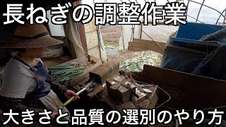 長ネギ栽培。出荷に向けての調整作業。皮むきから箱詰めまでのやり方