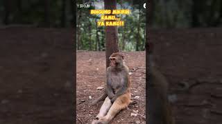 BINGUNG MIKIRIN KAMU #shortvideo #funny #monkey