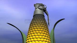 GM CORN CONTROVERSY