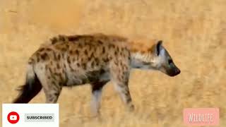 The Real King of Survival: Secrets of the Hyena!