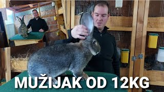 NAJVEĆI ORIJAŠI U SRBIJI | BELGISKI ORIJAŠI KOD MARKA MIRIĆA IZ MAGLIĆA | *GIANT RABBIT