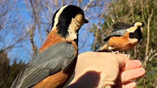 野鳥のおもしろ親子：手乗りヤマガラの子供がお母さんに叱られる瞬間映像！とりのる