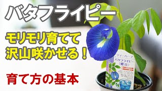 バタフライピーの育て方　栽培　摘芯　ティーの作り方　グリーンカーテンの作り方