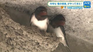 今年もツバメがやって来た　タクシー会社の軒下　３０年以上も続けて巣作り　広島