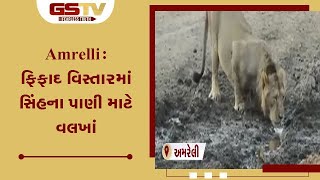 Amrelli : ફિફાદ વિસ્તારમાં સિંહના પાણી માટે વલખાં | Gstv Gujarati News