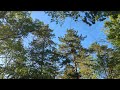 pine trees in the wind 4k