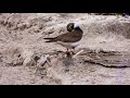 한국의 새 꼬마물떼새 little ringed plover 한국의 여름철새