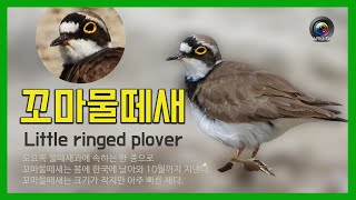 [한국의 새] 꼬마물떼새  (Little ringed plover) 한국의 여름철새