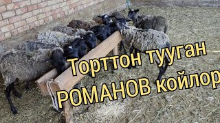 РОМАНОВ КОЙЛОРУ 2 жыл тыйбесе 200го жетет