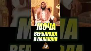 Моча верблюда и какашки #ислам#дагестан#чечня#ингушетия#грозный#магас#ингуши#чеченцы#дагестанцы