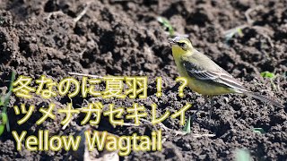 【冬なのに夏羽！？】ツメナガセキレイ Yellow Wagtail