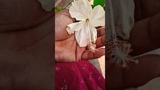 अगर रिल देखते #shorts #trending #gardening #youtube