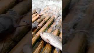 fishing method called SEPE by nyishi tribe. full video are here 👇 https://youtu.be/wYlsiPveFlM