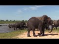 big elephant herd crosses a body of water. wildlife animals nature elephant