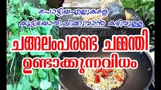 Bone setter plants || ചങ്ങലംപരണ്ട ചമ്മന്തി ഉണ്ടാക്കുന്ന വിധം