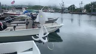 Rigging prototype Gotem Baits for halibut