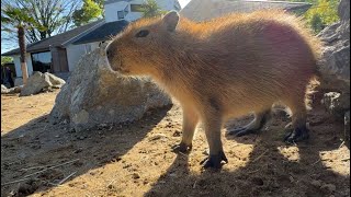 Capybaras love to climb on top of other capybaras [Higashiizu, Japan]