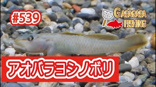 アオバラヨシノボリ水槽！琵琶湖博物館展示シリーズ28！