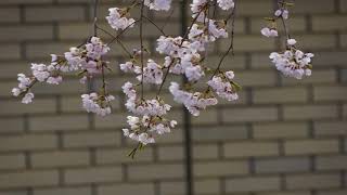 Japan Sakura 日本樹齡千年的三春瀧櫻