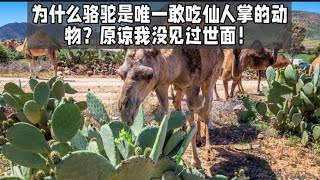 为什么骆驼是唯一敢吃仙人掌的动物？原谅我没见过世面！