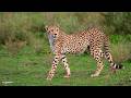 Can you outrun a cheetah? - SafariLIVE Sunrise - 31 May 2026