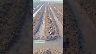 Sugarcane Farming ऊस लागवड #sunshinefarm