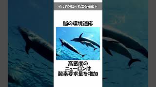 イルカは人間の様にイジメをする？意外と知らない豆知識・面白い雑学やトリビアを解説#イルカ #豆知識 #雑学 #トリビア #動物  #shorts #shortvideo #short