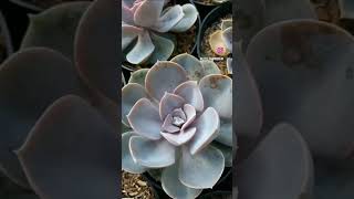 #echeveria pvn