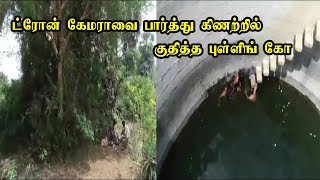 ட்ரோன் கேமராவை பார்த்து கிணற்றில் குதித்த புள்ளிங் கோ | drone video| Tnmedia