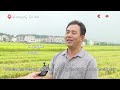 early rice harvesting in full swing in china