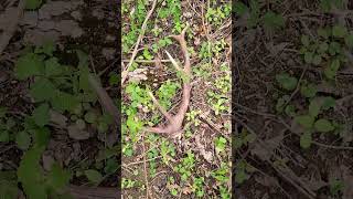 Hullajtott agancs. Shed antler. Zrzuty. #gemencipillanatok #wildlife_of_gemenc #deer #antlers