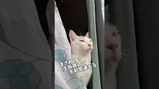 お話ししてたら本音が出ちゃう猫。 #cat #癒やされる #猫のいる暮らし #猫のいる生活 #猫好きさんと繋がりたい #猫 #shorts