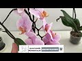 pruning that makes orchid bloom how a fading orchid gets branches from the nook orchid care orchids