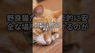 【猫あるある】台風や嵐の日、野良猫ってどこにいるの？ #猫 #猫のいる暮らし #cat #きじしろ蓮と猫伝説 #野良猫