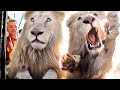 How Kevin Richardson Moves LIONS | The Lion Whisperer