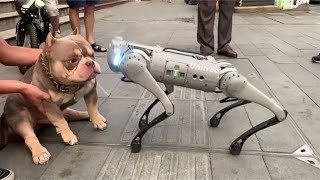 When the bully dog met the mechanical dog, he panicked inside!