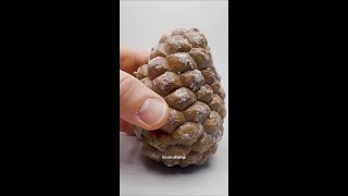 pinecones deserve a nature mvp award @Boxlapse #pinetree #seedgrowth