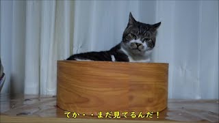 グルーミング中にちょこちょこ固まる猫が可愛い♥リキちゃんのナメナメタイム【リキちゃんねる　猫動画】Cat video　キジトラ猫との暮らし